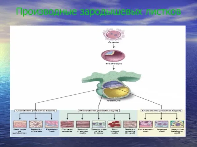 Производные зародышевых листков