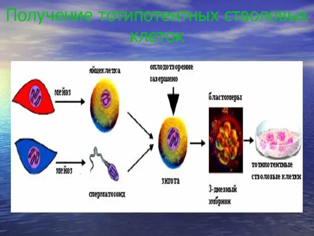 Получение тотипотентных стволовых клеток