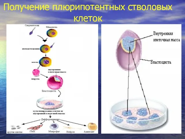 Получение плюрипотентных стволовых клеток