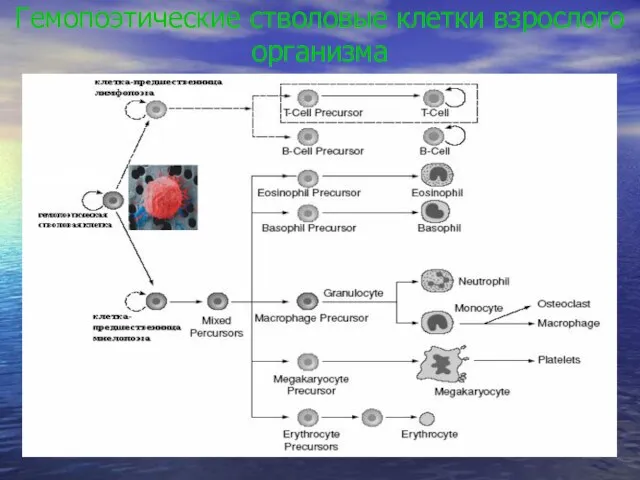 Гемопоэтические стволовые клетки взрослого организма