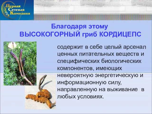 Благодаря этому ВЫСОКОГОРНЫЙ гриб КОРДИЦЕПС содержит в себе целый арсенал ценных питательных