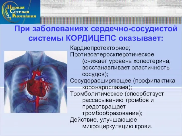 При заболеваниях сердечно-сосудистой системы КОРДИЦЕПС оказывает: Кардиопротекторное; Противоатеросклеротическое (снижает уровень холестерина, восстанавливает