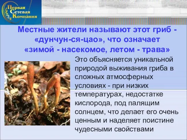 Местные жители называют этот гриб - «дунчун-ся-цао», что означает «зимой - насекомое,