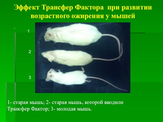 Эффект Трансфер Фактора при развитии возрастного ожирения у мышей . 1- старая