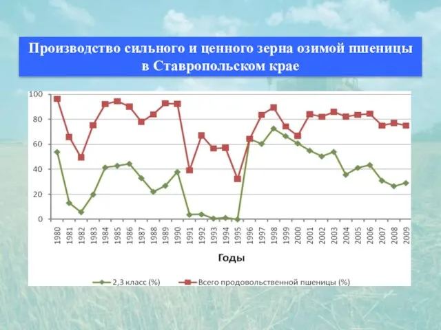Производство сильного и ценного зерна озимой пшеницы в Ставропольском крае