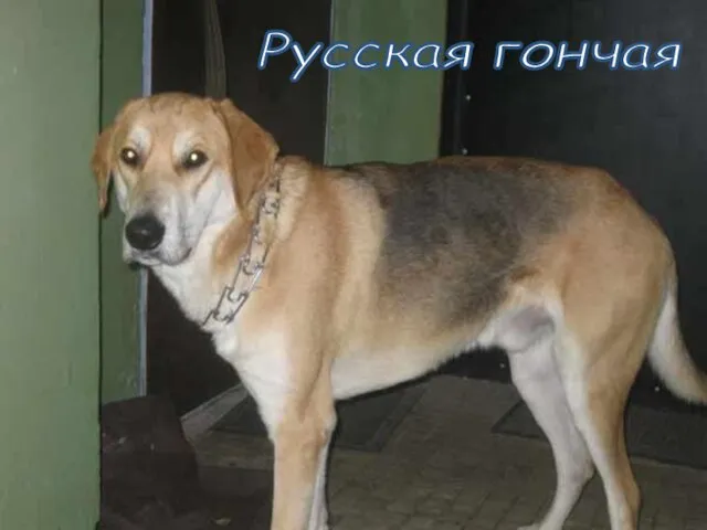 Русская гончая