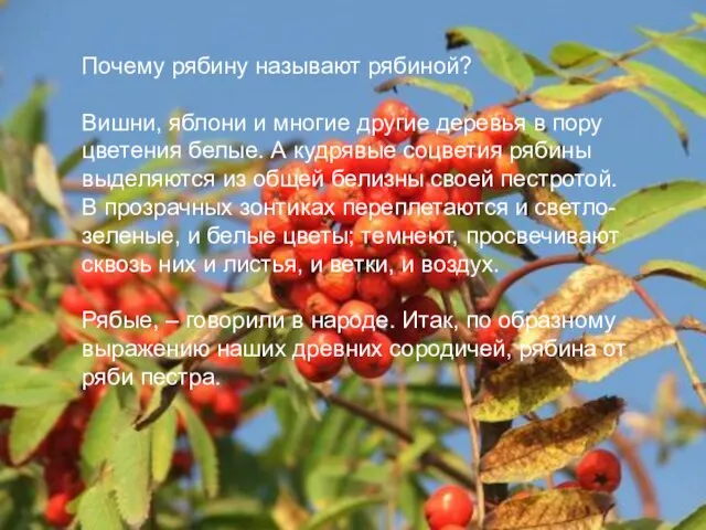 Почему рябину называют рябиной? Вишни, яблони и многие другие деревья в пору