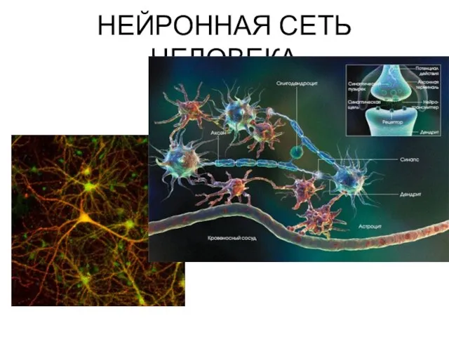 НЕЙРОННАЯ СЕТЬ ЧЕЛОВЕКА