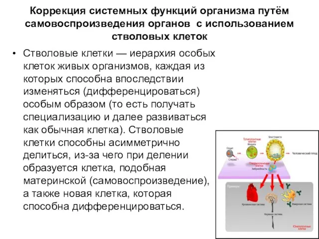 Коррекция системных функций организма путём самовоспроизведения органов с использованием стволовых клеток Стволовые