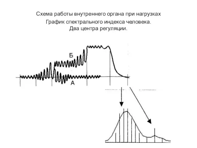 Схема работы внутреннего органа при нагрузках График спектрального индекса человека. Два центра регуляции.