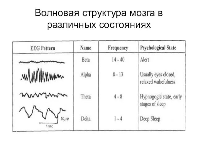 Волновая структура мозга в различных состояниях