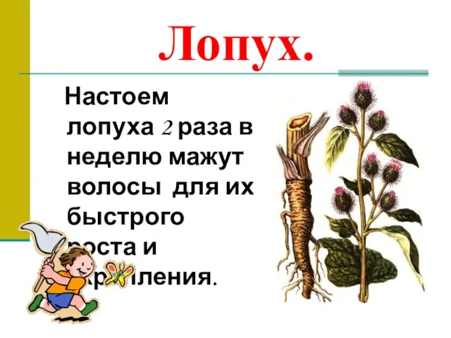 Лопух. Настоем лопуха 2 раза в неделю мажут волосы для их быстрого роста и укрепления.