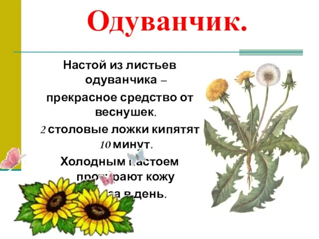 Одуванчик. Настой из листьев одуванчика – прекрасное средство от веснушек. 2 столовые