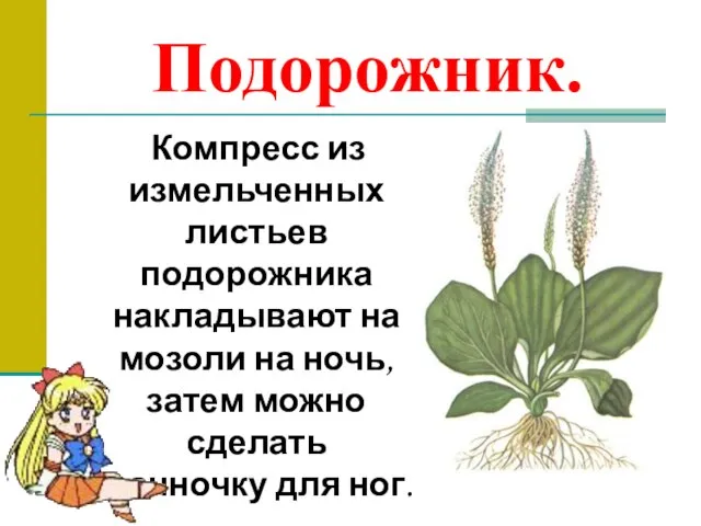 Подорожник. Компресс из измельченных листьев подорожника накладывают на мозоли на ночь, затем