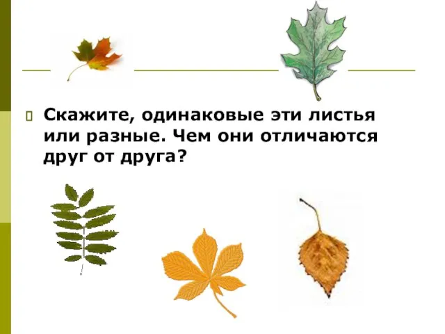 Скажите, одинаковые эти листья или разные. Чем они отличаются друг от друга?