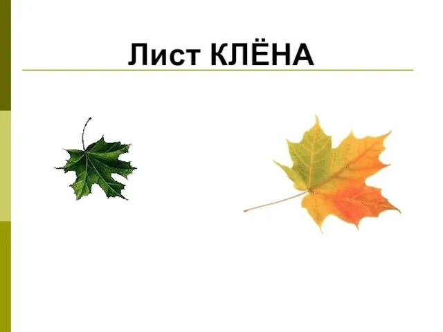 Лист КЛЁНА