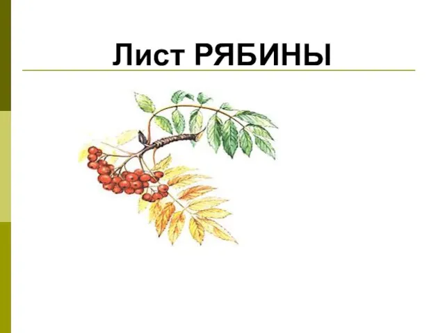 Лист РЯБИНЫ