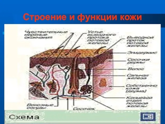 Строение и функции кожи