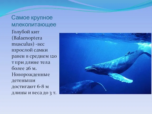Самое крупное млекопитающее Голубой кит (Balaenoptera musculus) -вес взрослой самки равен в
