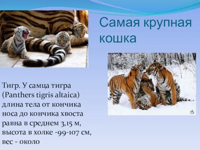 Самая крупная кошка Тигр. У самца тигра (Panthers tigris altaica) длина тела