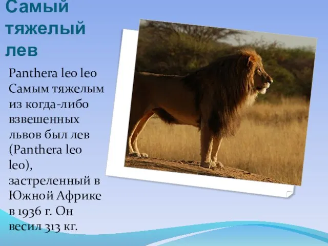 Самый тяжелый лев Panthera leo leo Самым тяжелым из когда-либо взвешенных львов
