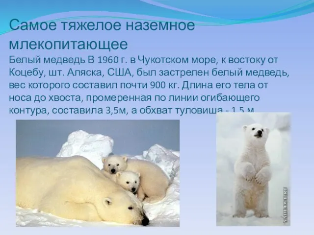 Самое тяжелое наземное млекопитающее Белый медведь В 1960 г. в Чукотском море,