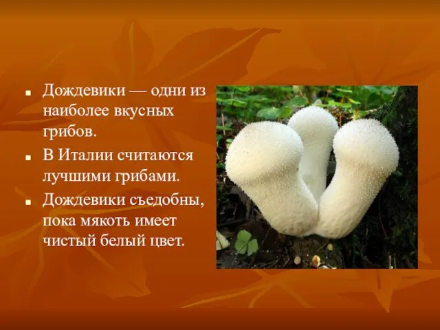 Дождевики — одни из наиболее вкусных грибов. В Италии считаются лучшими грибами.