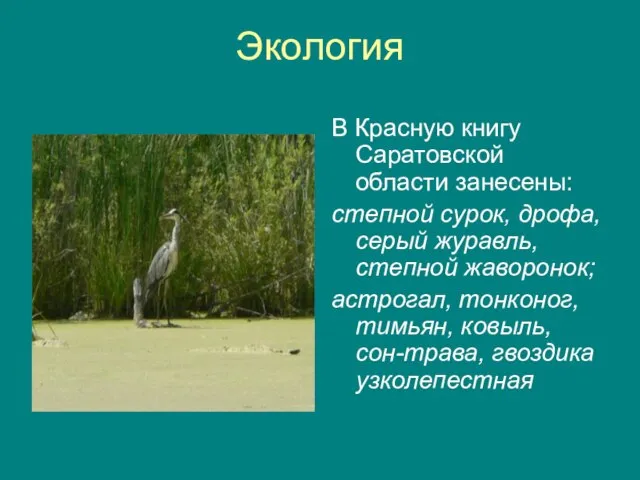Экология В Красную книгу Саратовской области занесены: степной сурок, дрофа, серый журавль,