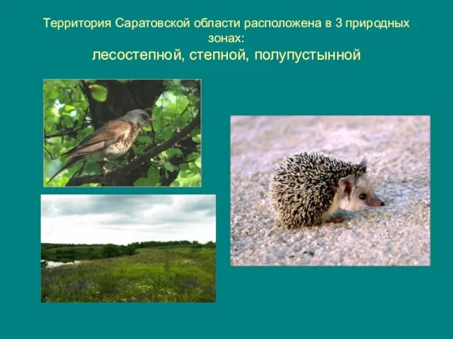 Территория Саратовской области расположена в 3 природных зонах: лесостепной, степной, полупустынной