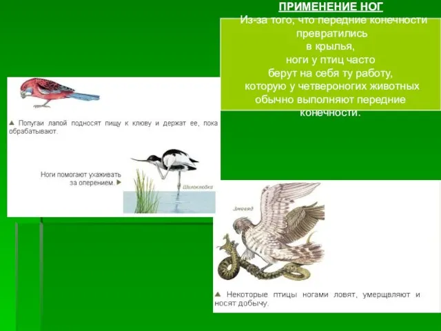 ПРИМЕНЕНИЕ НОГ Из-за того, что передние конечности превратились в крылья, ноги у