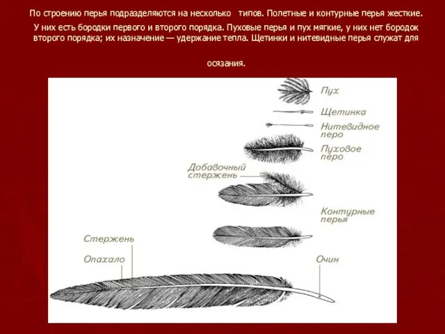 По строению перья подразделяются на несколько типов. Полетные и контурные перья жесткие.