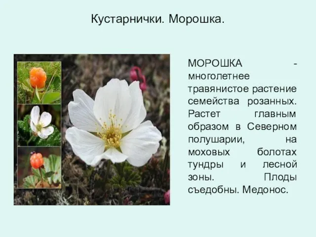 Кустарнички. Морошка. МОРОШКА - многолетнее травянистое растение семейства розанных. Растет главным образом