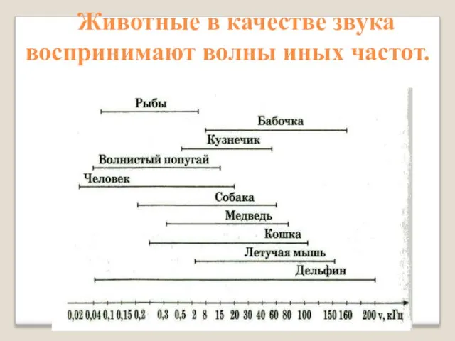 Животные в качестве звука воспринимают волны иных частот.