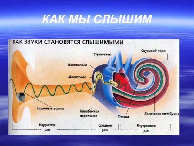 КАК МЫ СЛЫШИМ