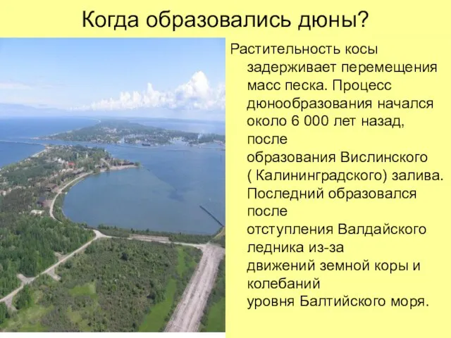 Когда образовались дюны? Растительность косы задерживает перемещения масс песка. Процесс дюнообразования начался