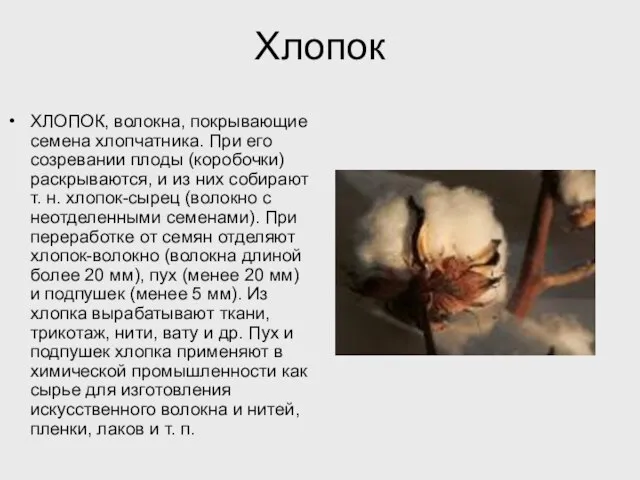 Хлопок ХЛОПОК, волокна, покрывающие семена хлопчатника. При его созревании плоды (коробочки) раскрываются,