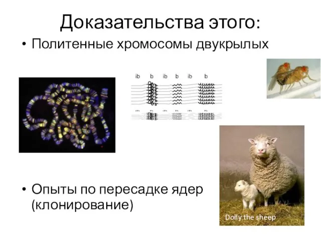 Доказательства этого: Политенные хромосомы двукрылых Опыты по пересадке ядер (клонирование) Dolly the sheep