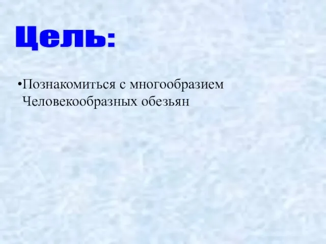 Цель: Познакомиться с многообразием Человекообразных обезьян