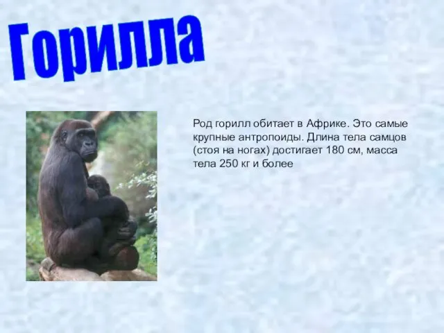 Горилла Род горилл обитает в Африке. Это самые крупные антропоиды. Длина тела