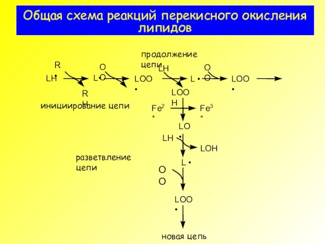 Общая схема реакций перекисного окисления липидов