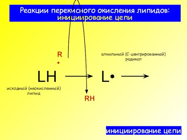 Реакции перекисного окисления липидов: инициирование цепи