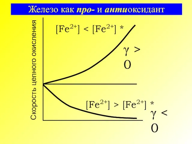 Железо как про- и антиоксидант [Fe2+] > [Fe2+] * γ [Fe2+] γ