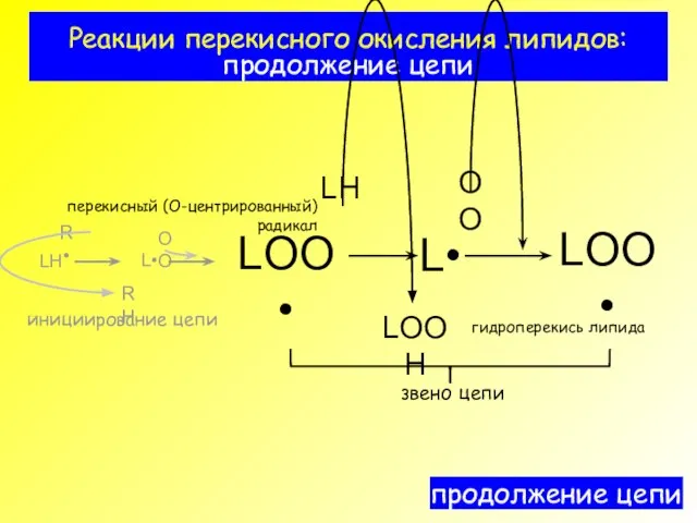 Реакции перекисного окисления липидов: продолжение цепи