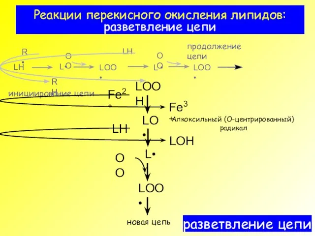 Реакции перекисного окисления липидов: разветвление цепи