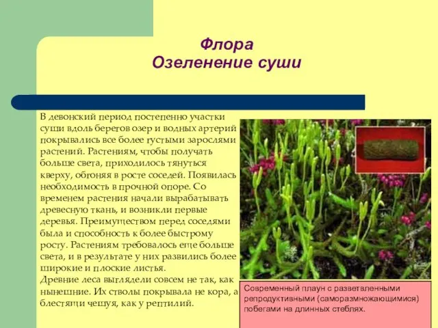 Флора Озеленение суши В девонский период постепенно участки суши вдоль берегов озер