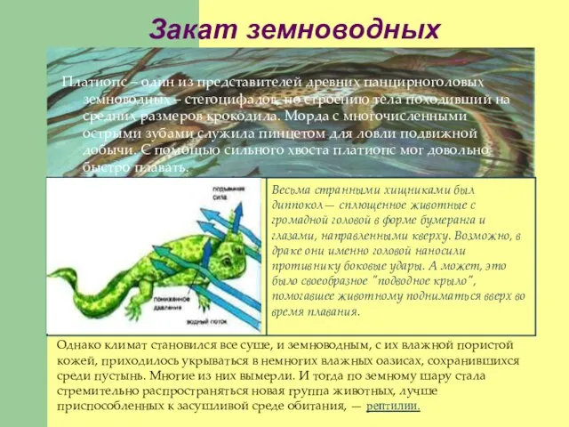 Закат земноводных Платиопс – один из представителей древних панцирноголовых земноводных – стегоцифалов,