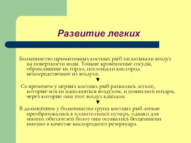 Развитие легких Большинство примитивных костных рыб заглатывали воздух на поверхности воды. Тонкие