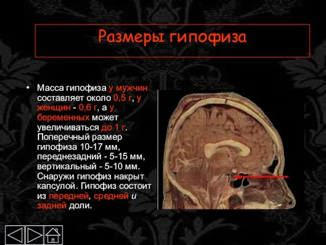 Размеры гипофиза Масса гипофиза у мужчин составляет около 0,5 г, у женщин