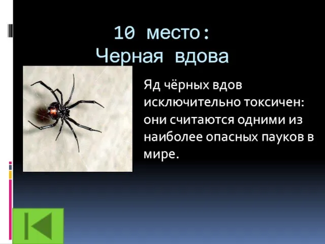 10 место: Черная вдова Яд чёрных вдов исключительно токсичен: они считаются одними