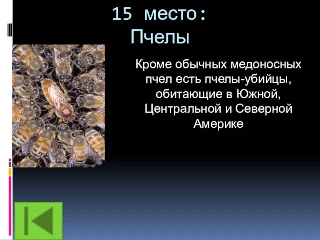 15 место: Пчелы Кроме обычных медоносных пчел есть пчелы-убийцы, обитающие в Южной, Центральной и Северной Америке